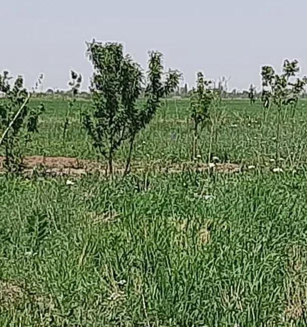 زمین کشاورزی 1500متر