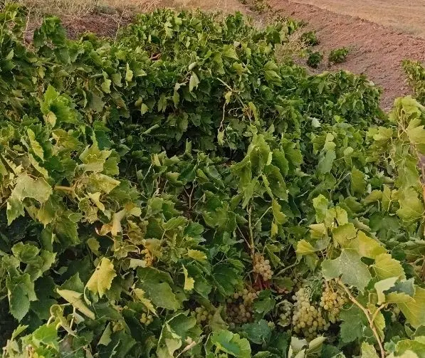 باغ معاوضه باخودرو