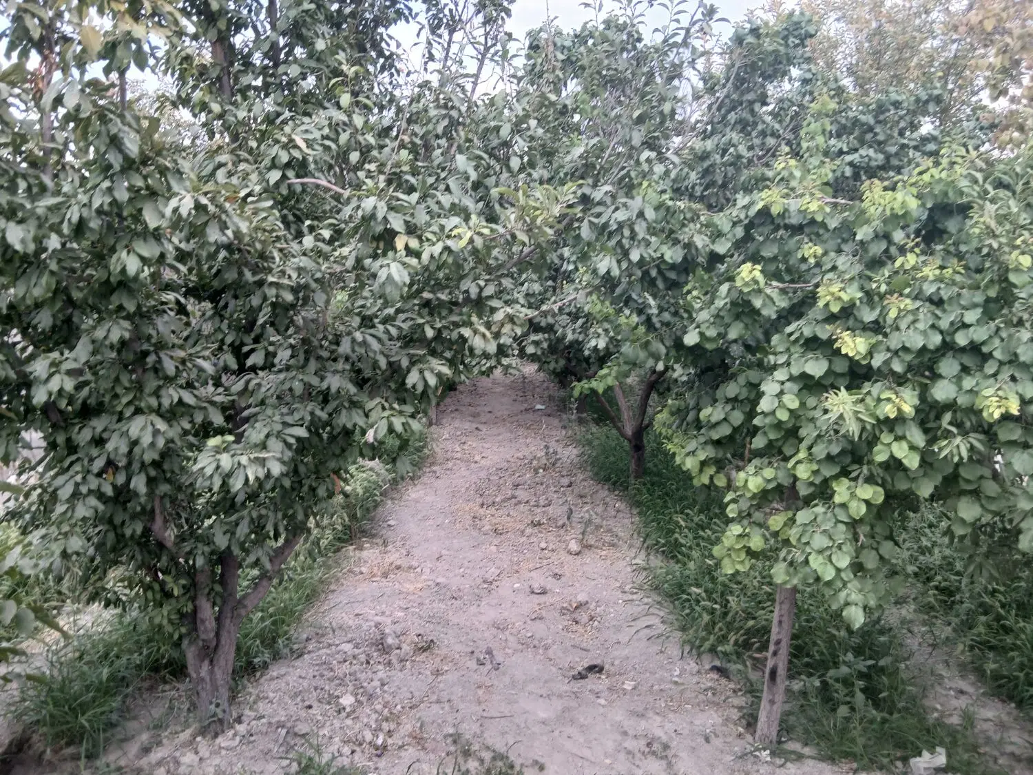 باغ ویلا _ ۶۰۰ متر _ تکمیل _ اسفهران
