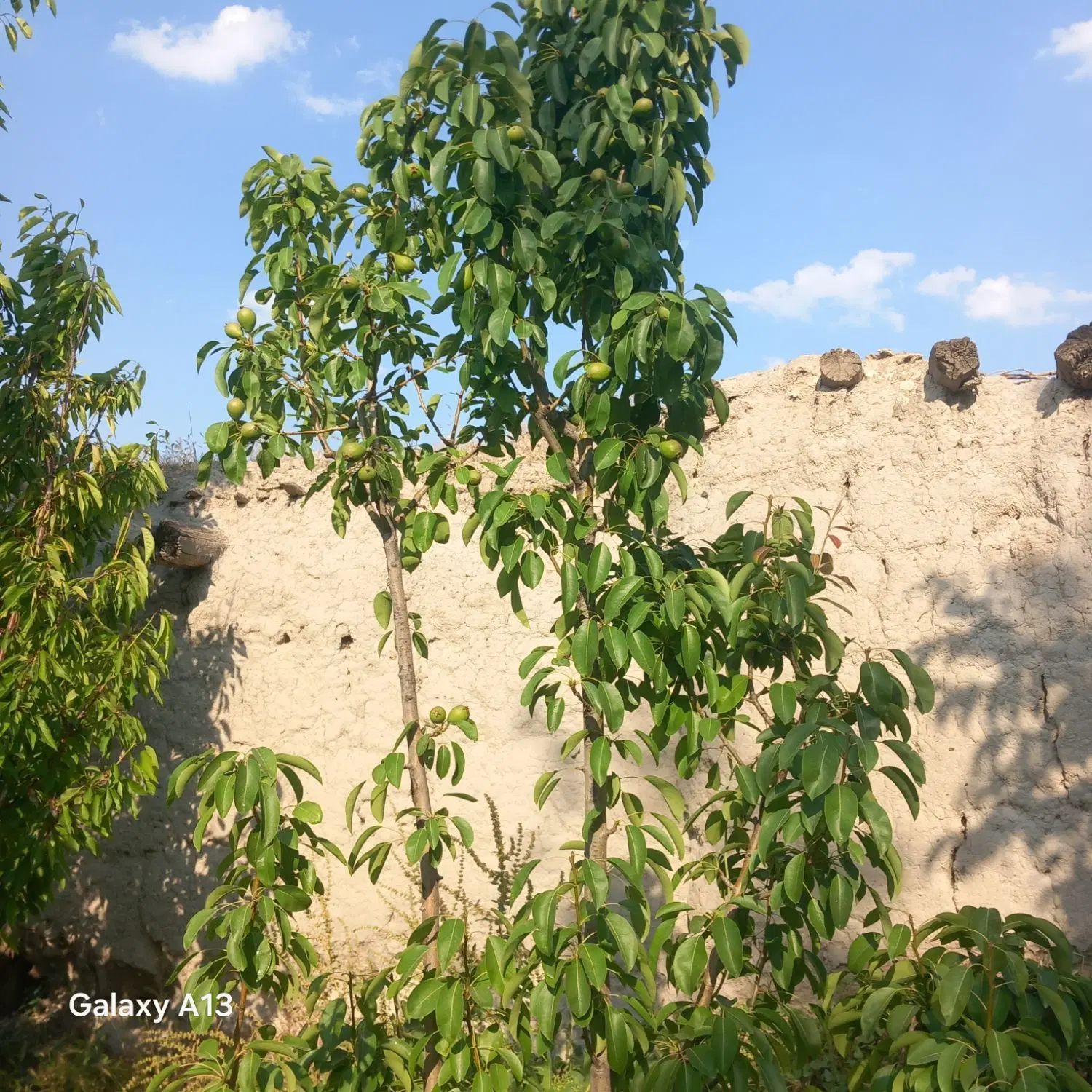خانه و باغچه در روستای کردلر