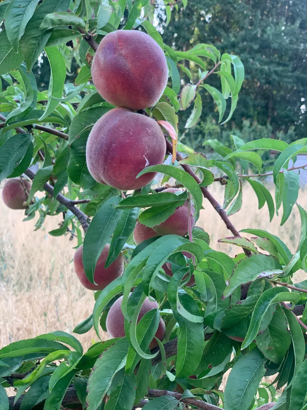 باغ دو‌نبش حصارشده سنددار (خاوران به طرف باسمنج)