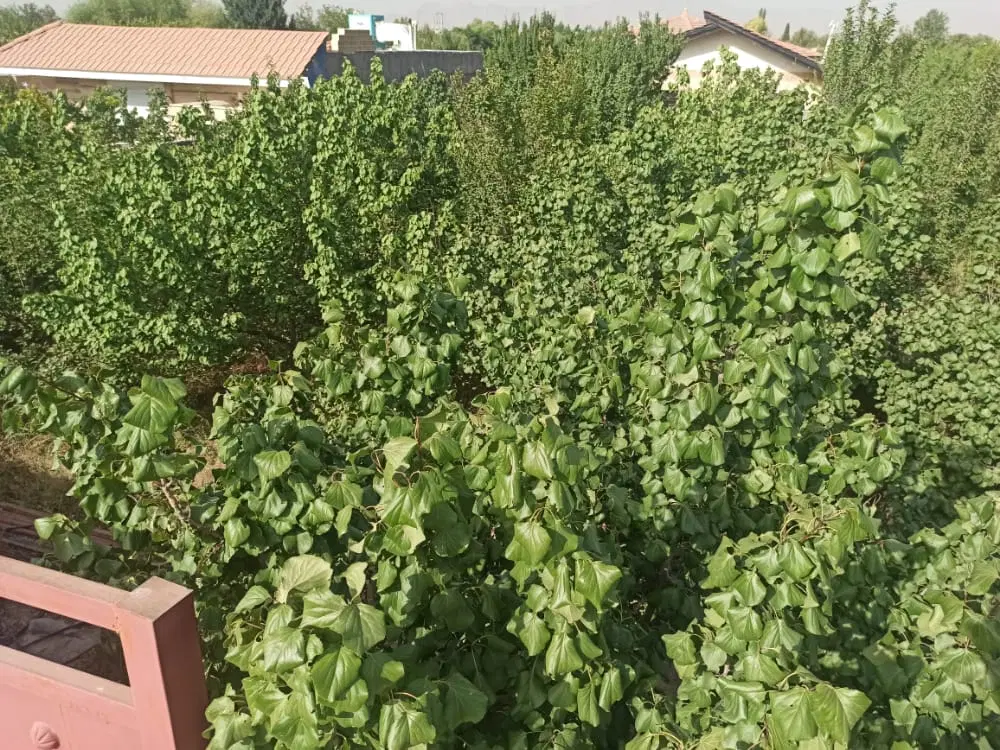 باغ چهاردیواری