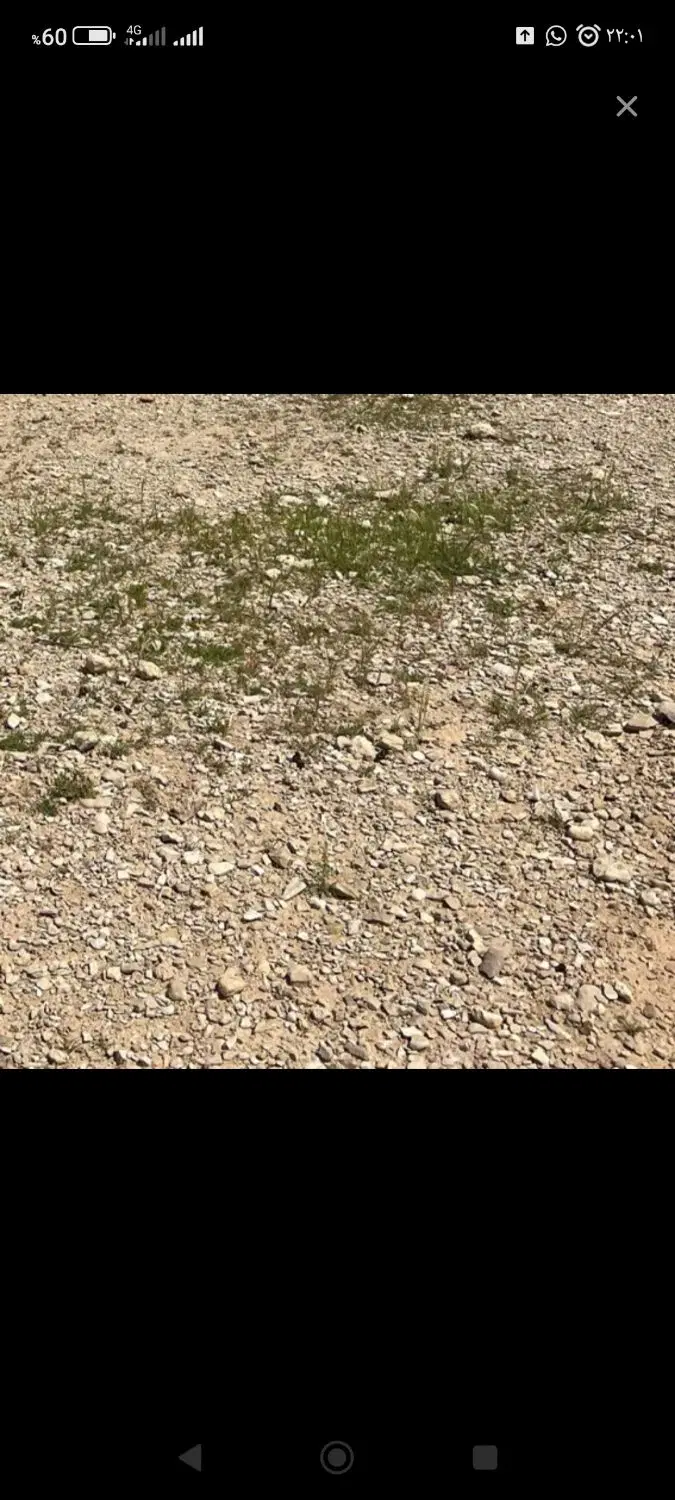 زمین مسکونی پشت دانشگاه