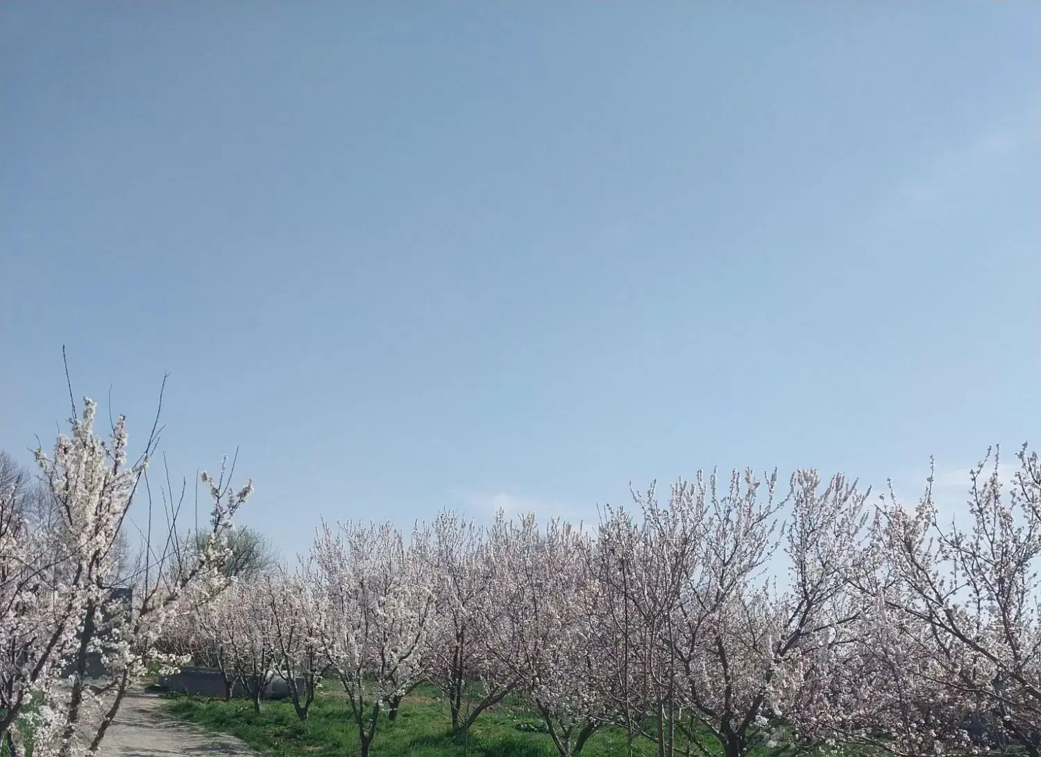 ۹۳۳مترباغچه