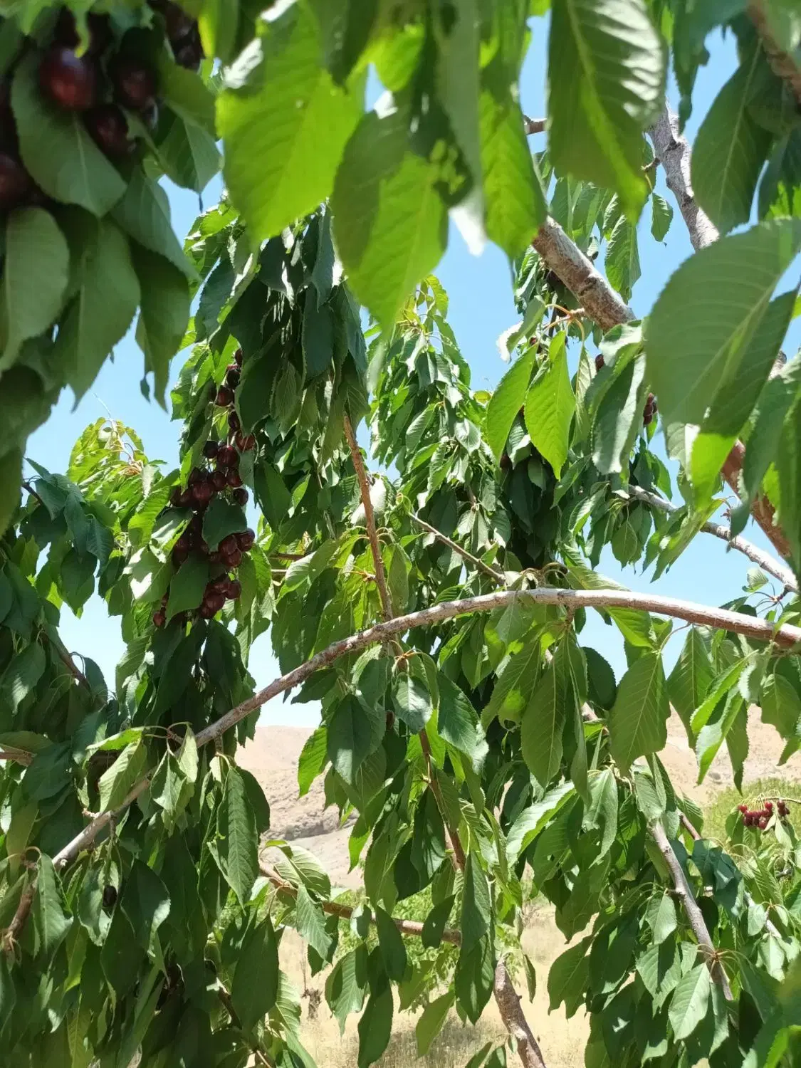 باغ ۲۰۰۰متری
