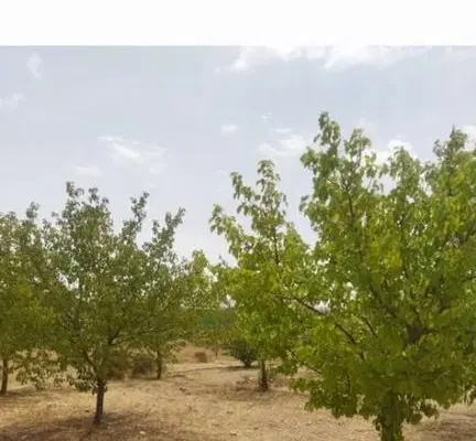 باغ شهر فردوس (اطلاعات) دو اسب