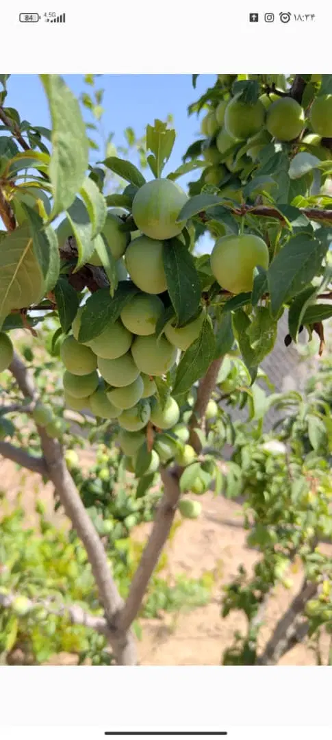 ۲۰۰متر باغچه