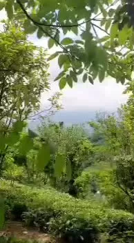 فروش زمین باغی