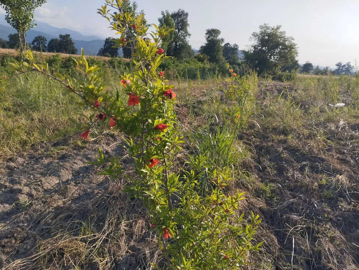 باغ انار ۲ساله روستای توریستی جعفرآباد ملک