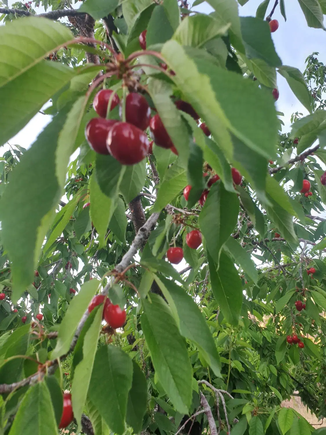 فروش باغ گیلاس