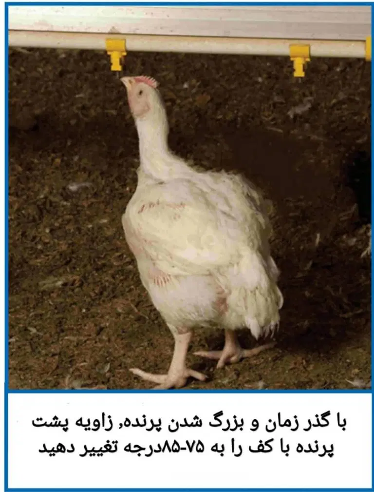 اجاره مرغداری گوشتی