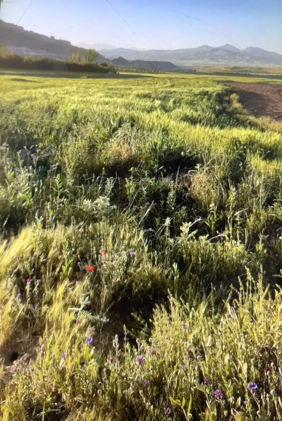 زمین کشاورزی