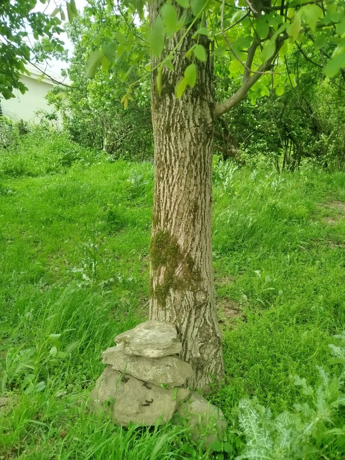 باغ زیبای 132 متری