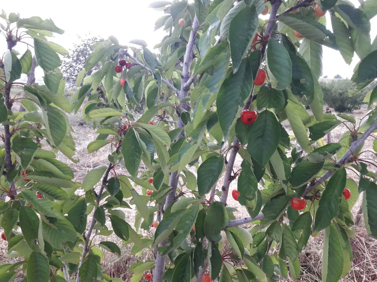 باغ میوه