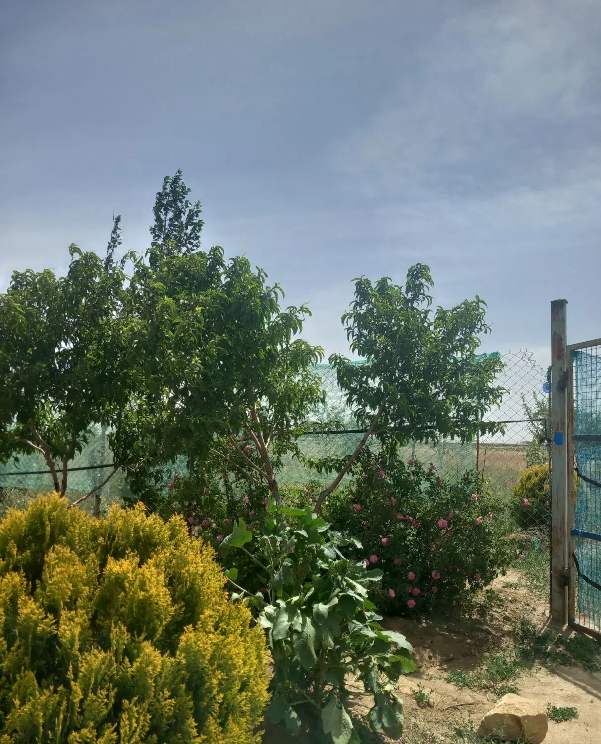 باغ وزمین