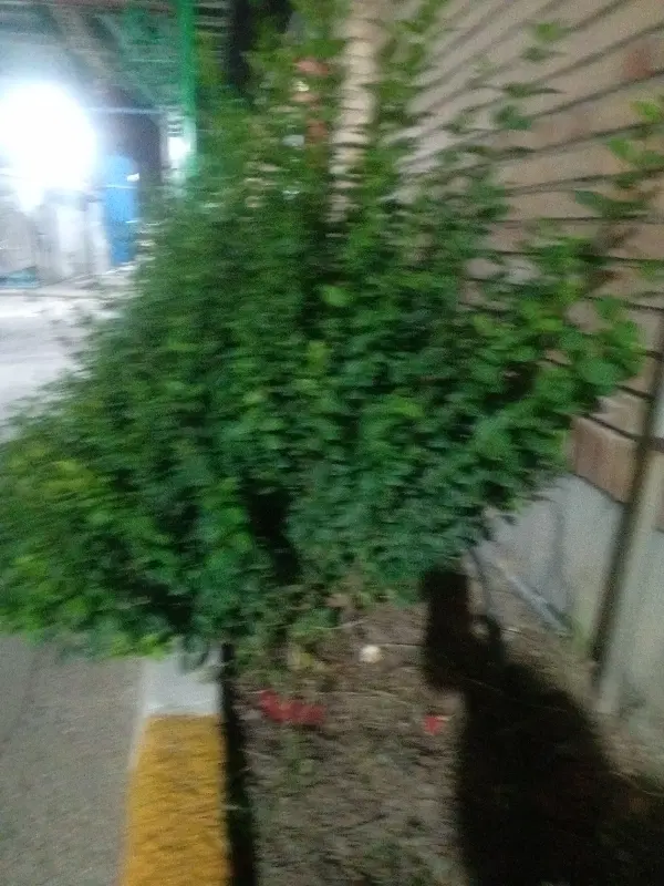 خانه ویلایی