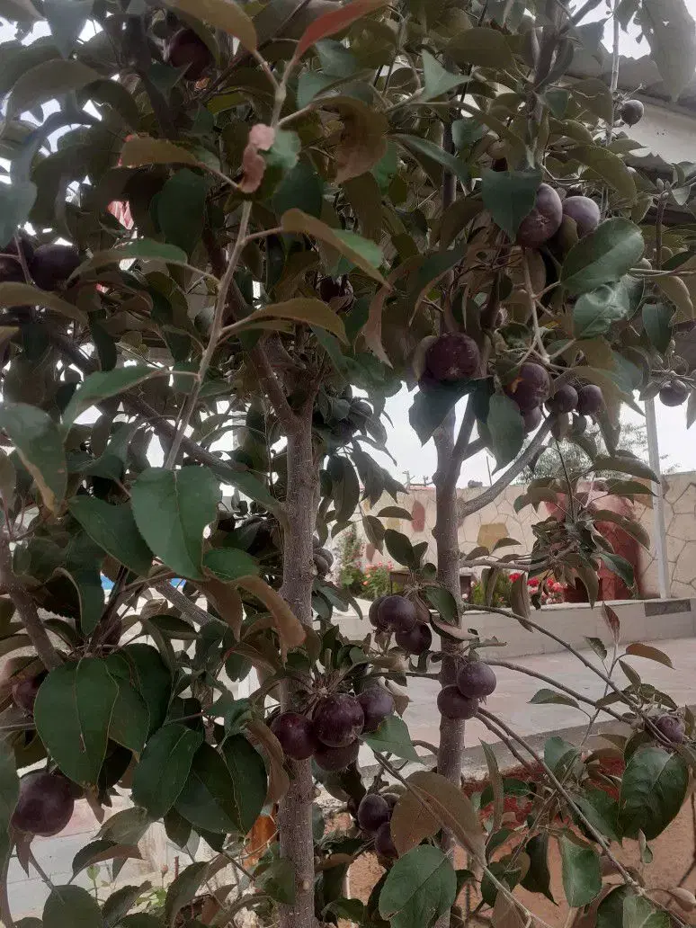 زمین ملکی داخل مجتمع