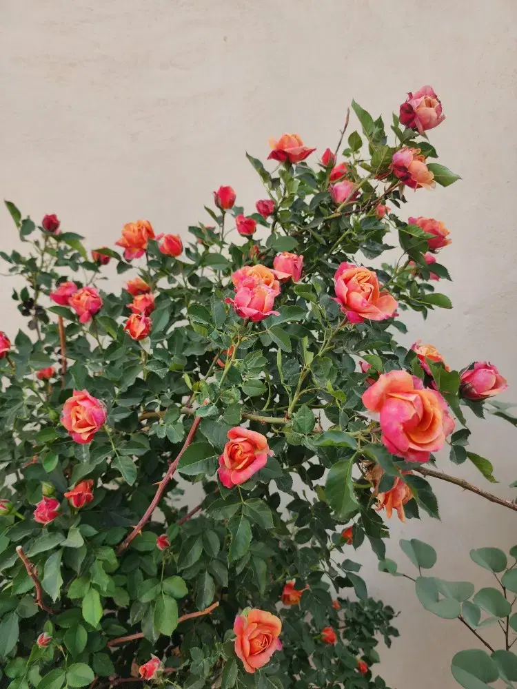 زمین با فنس و آب و نهال دو ساله گلشن آباد گوار