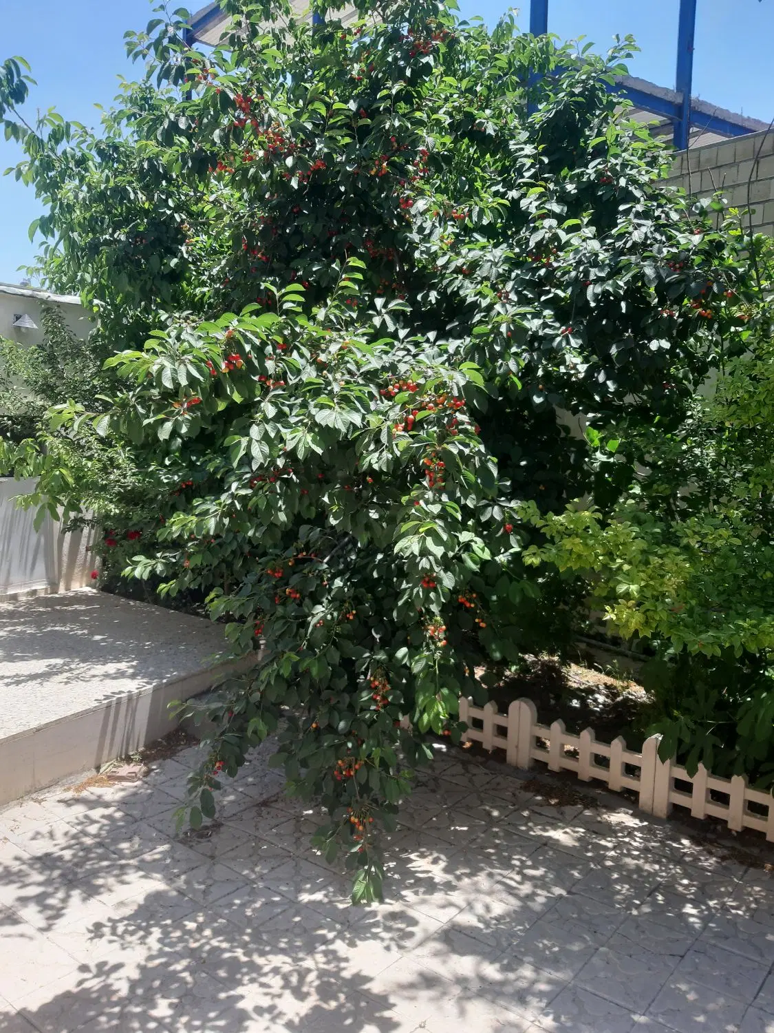 رهن کامل
