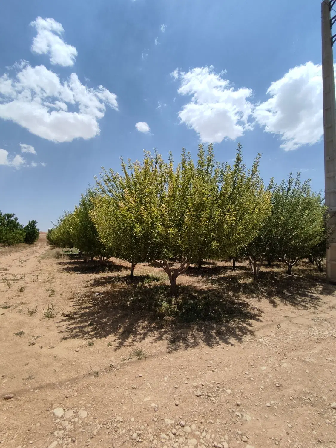 باغ شهری