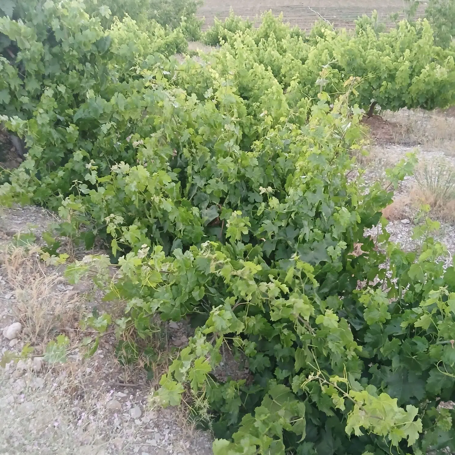 فروش زمین باغ شهری دشت ارژن