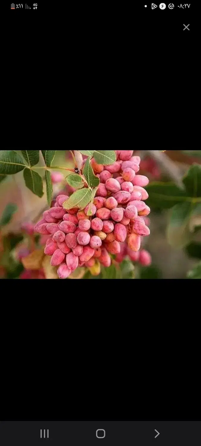 زمین پسته