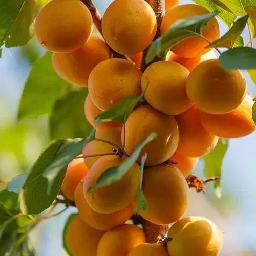 باغ زردآلو قابل ساخت ویلا
