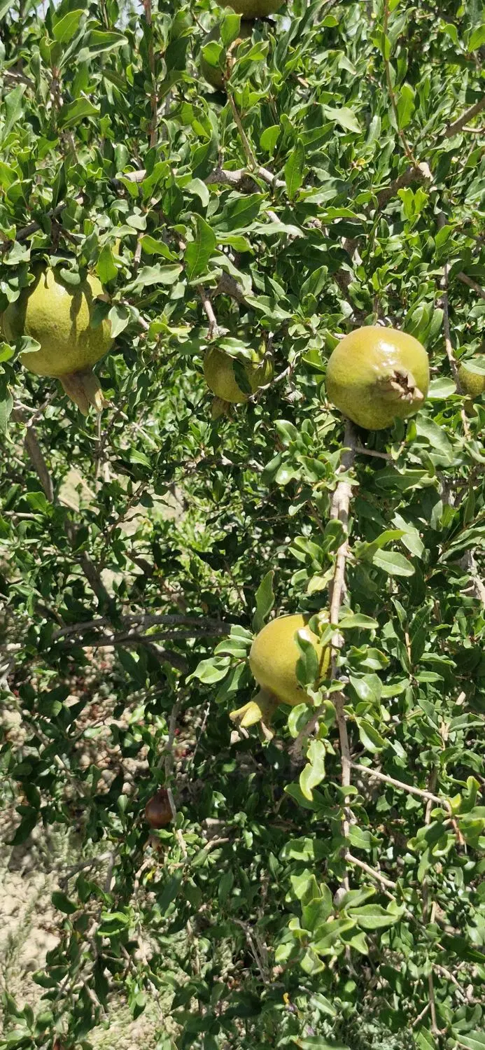 باغ انار مثمر با درختان ۵ ساله بار ده