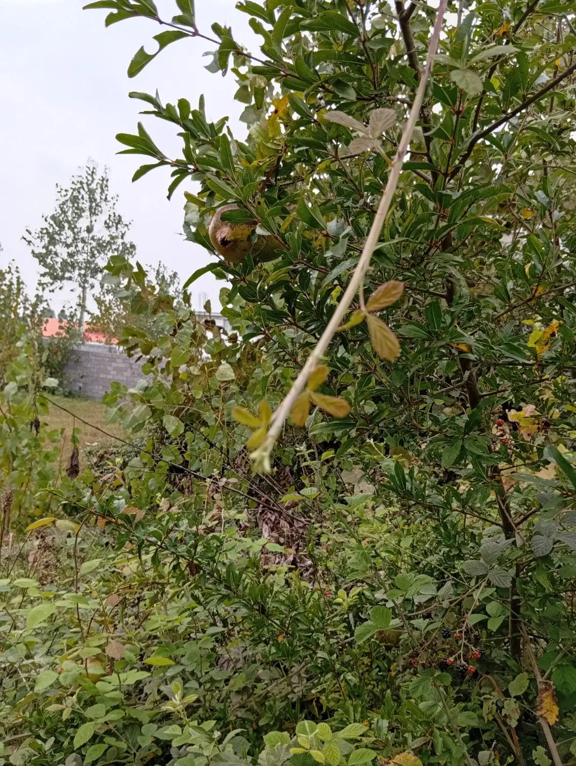زمین مسکونی 150متری روبه ساحل
