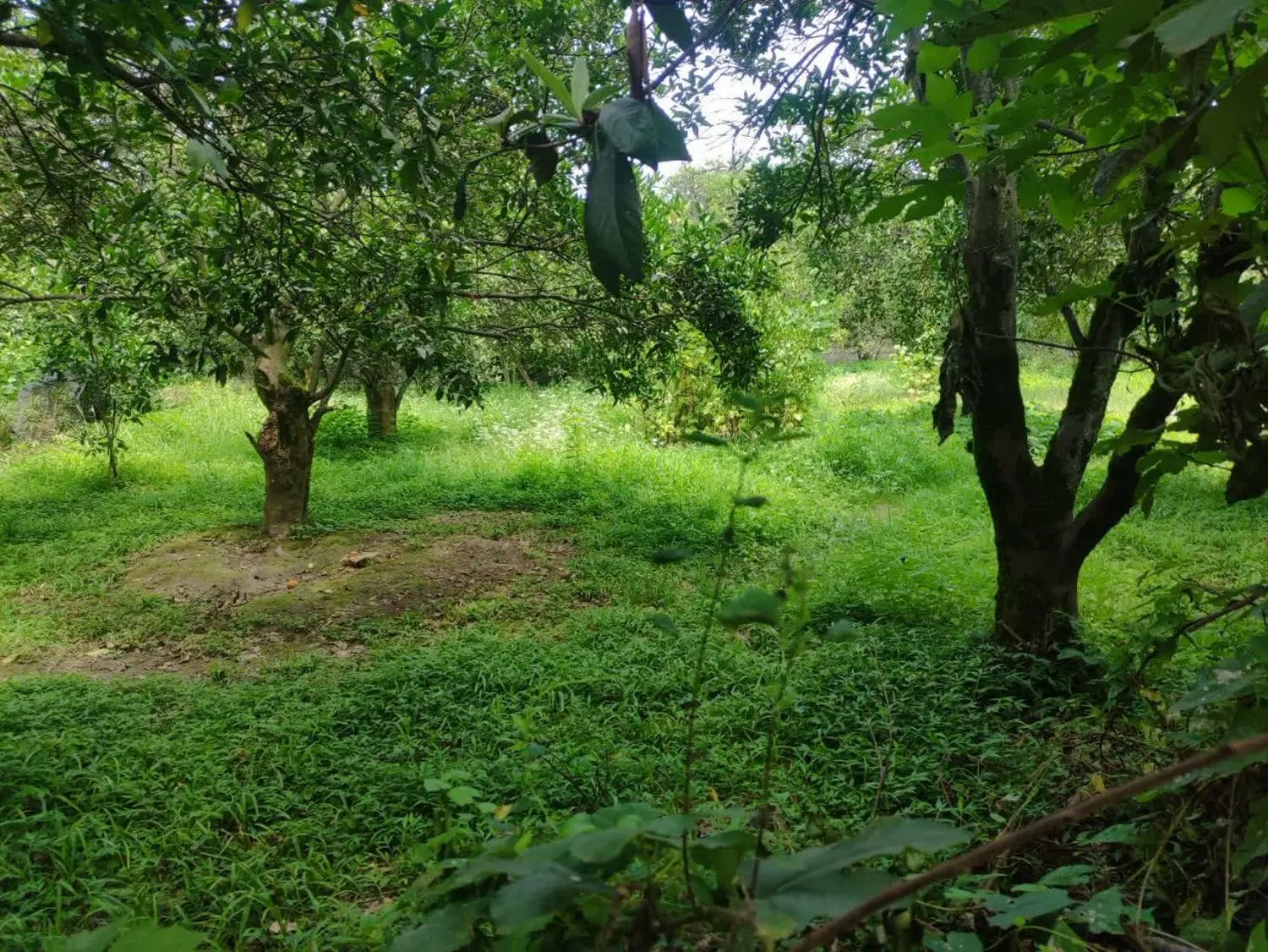 زمین ۴۰۰ متری  درویش سرا