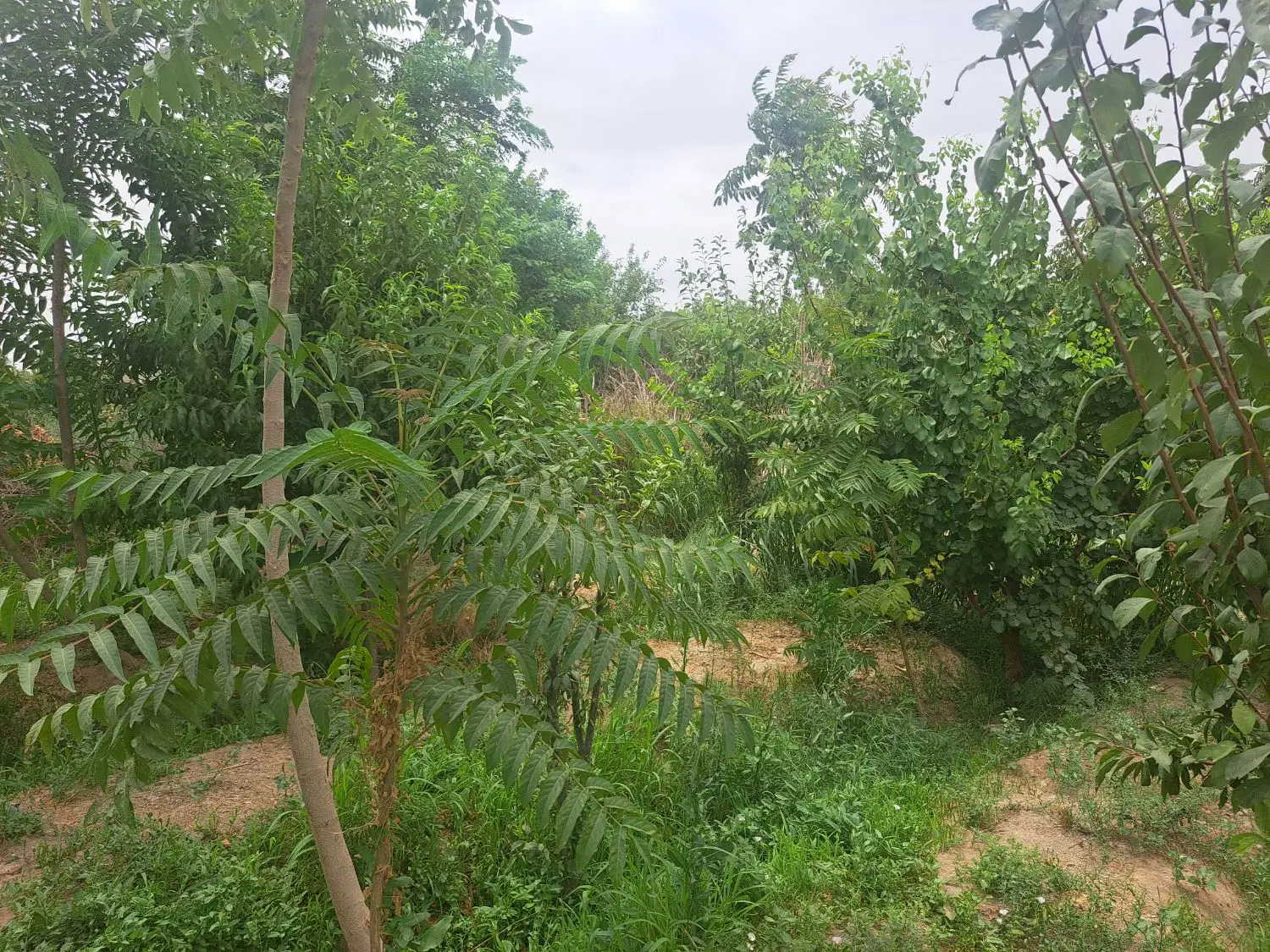 باغ باغچه رباط‌کریم ۲۴۰متری با سهمیه آب