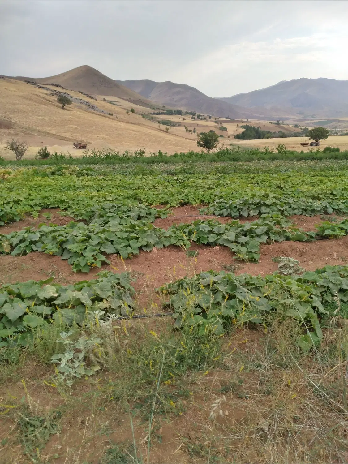 باغ وزمین کشاورزی