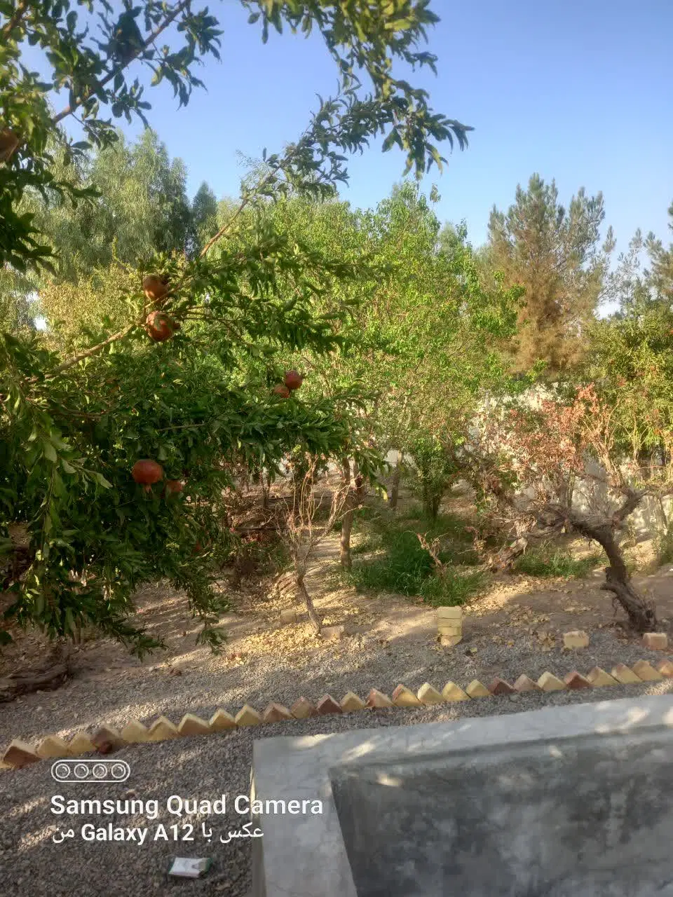 باغچه ۶۴۰ متری لنگرود (املاک برتر)