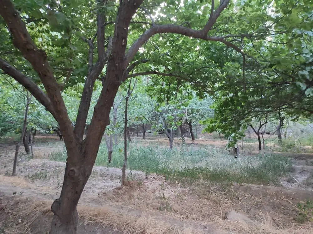 فروش ۳۰۱ متر باغچه ویلاسازی انتهای چمن ۴ مهرشهر