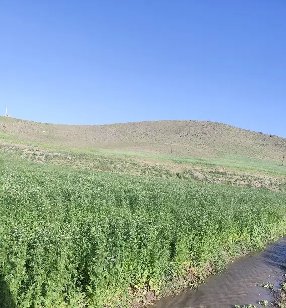 زمین آبی