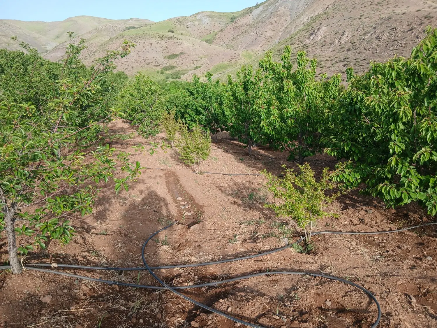 باغ روستای خان اباد