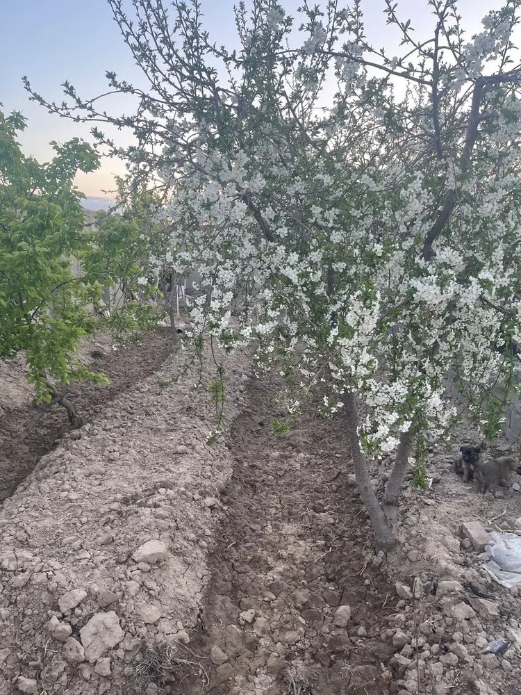 فروش باغچه 650 متری در خیابان معلم
