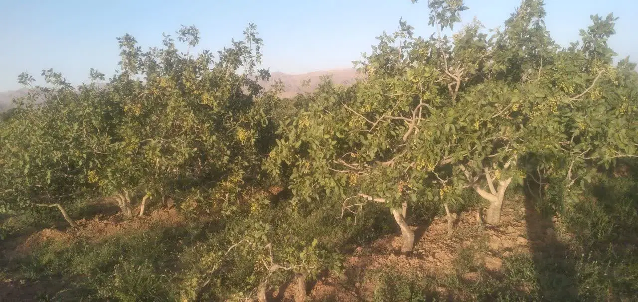 ۳۰۰ قصب زمین پسته ای