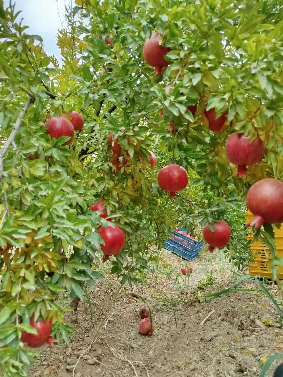 باغ کشاورزی،صنعتی