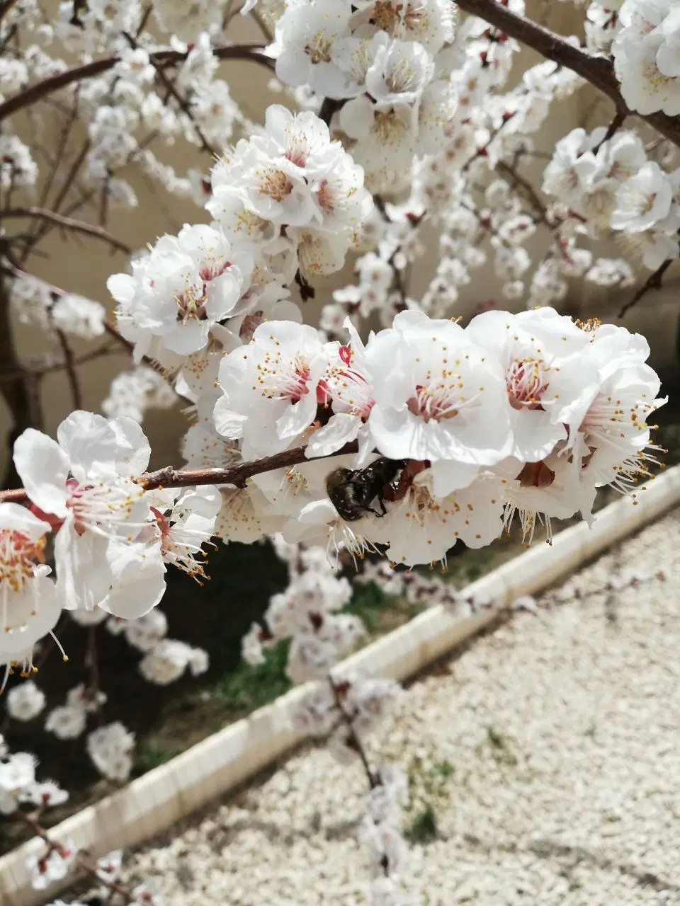 باغ ویلا تکمیل