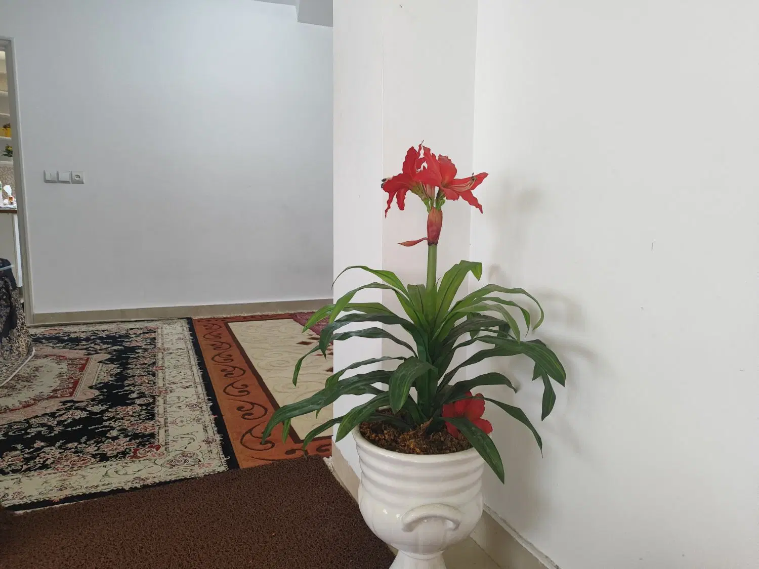 اقا هستم همخونه میشم