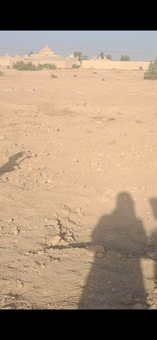 زمین سنجدی