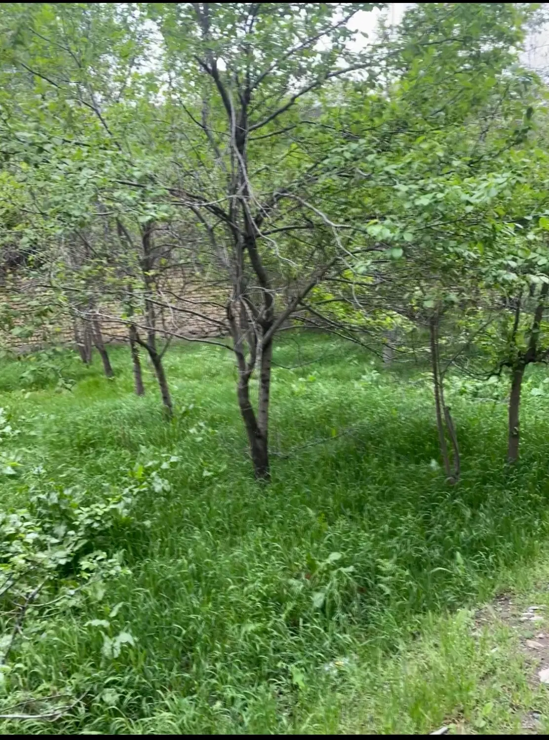 باغچه درشاندیز
