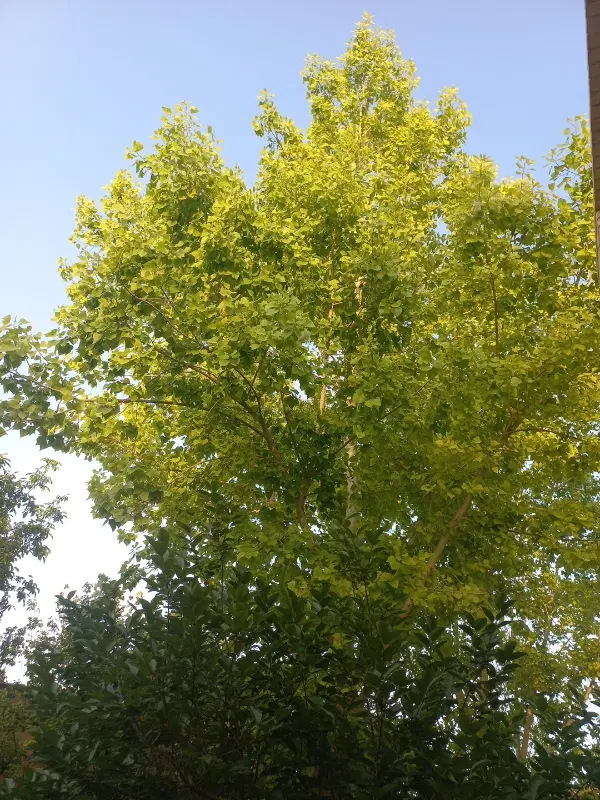 اجاره روزانه باغ مهریز
