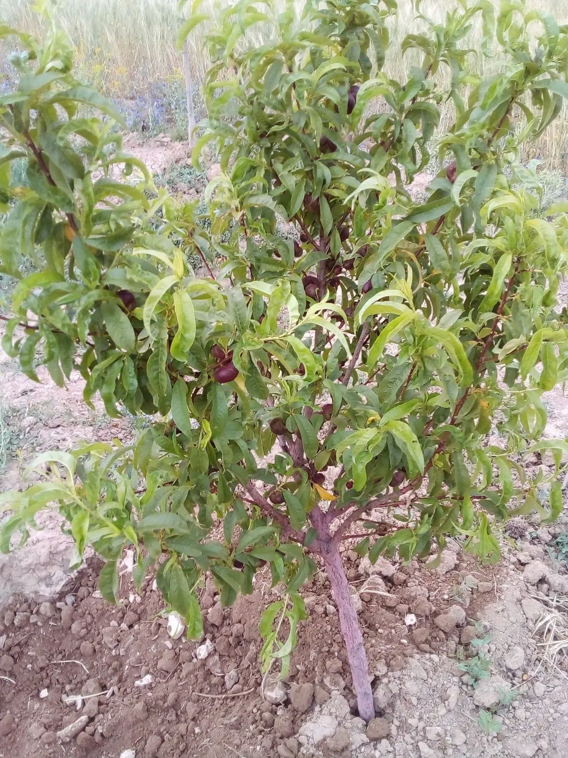 باغ میوه