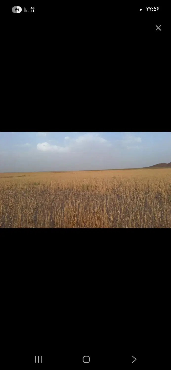کاه گندم