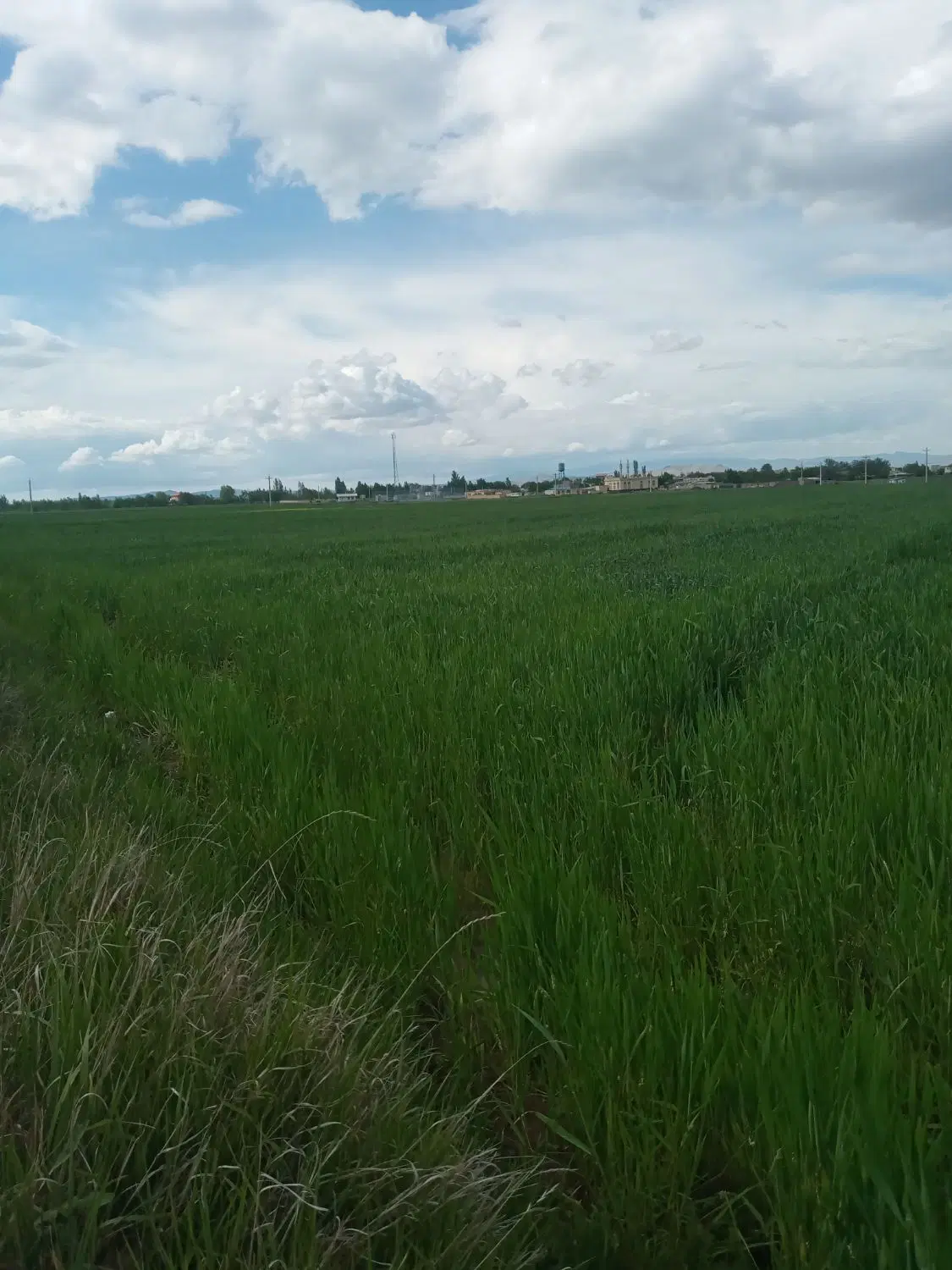 زمین مسکونی زراعی باغی گرجان