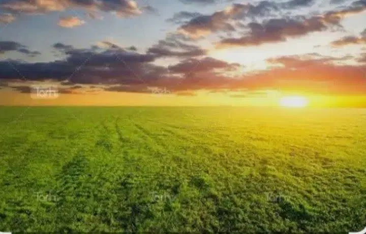 اجاره زمین کشاورزی (آر1)