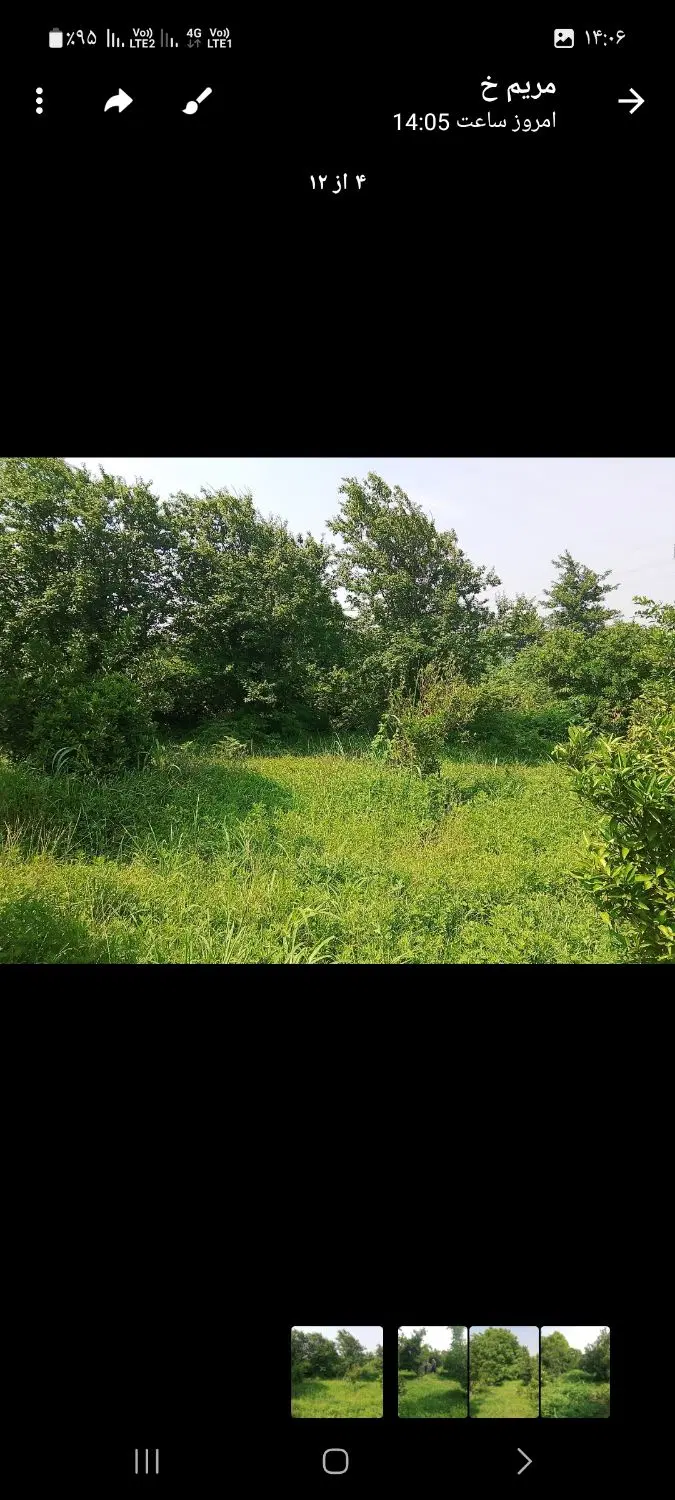 باغ مرکبات  دو قواره سند تک برگ