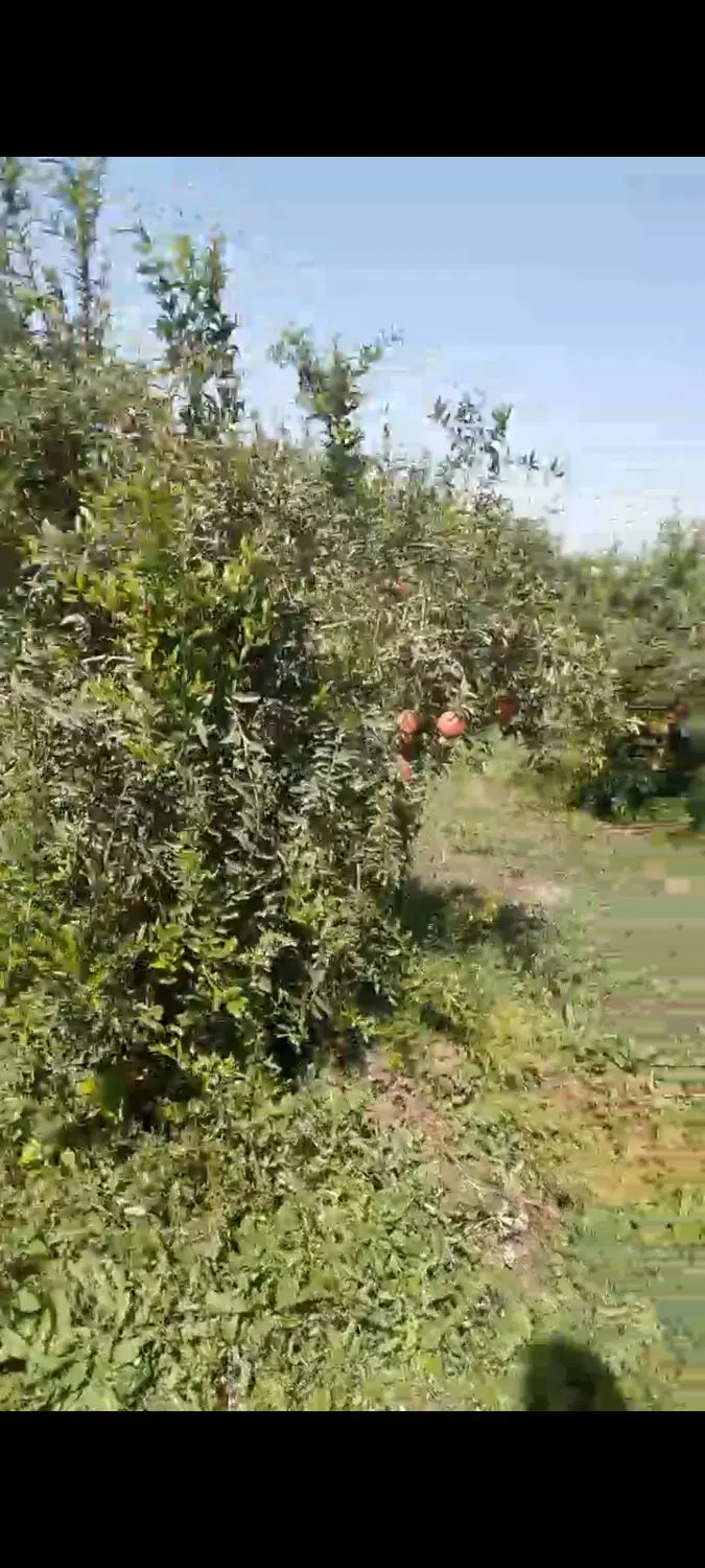۲ هکتار زمین دو طرف دیوار .انشعابات نزدیک